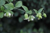 Silene baccifera