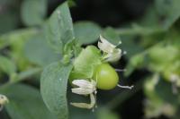 Silene baccifera