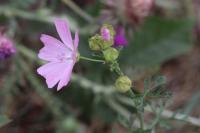 Malva moschata