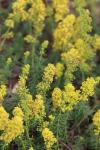 Galium verum