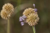 Allium vineale