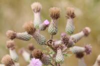 Cirsium arvense