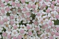 Achillea millefolium