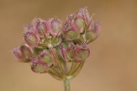 Daucus carota