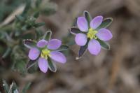Spergularia rubra