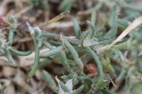 Spergularia rubra