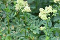 Thalictrum flavum