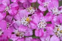 Achillea millefolium