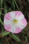 Convolvulus arvensis