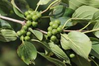 Rhamnus cathartica