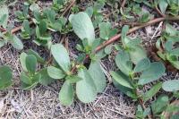 Portulaca oleracea