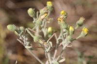 Andryala integrifolia