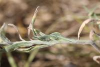 Andryala integrifolia