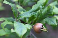 Crataegus germanica