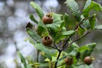 Crataegus germanica