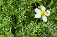 Ranunculus trichophyllus