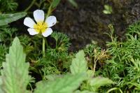 Ranunculus trichophyllus