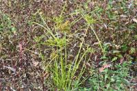 Cyperus eragrostis