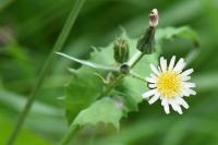 Sonchus oleraceus