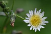 Sonchus oleraceus