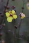 Verbascum blattaria