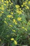 Senecio inaequidens