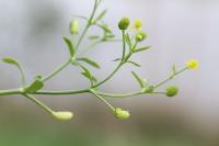 Ranunculus sceleratus
