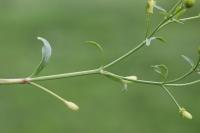 Ranunculus sceleratus