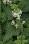 Lamium album