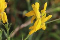Genista tinctoria