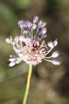 Allium vineale