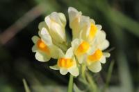 Linaria vulgaris