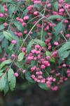 Euonymus europaeus