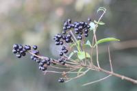 Ligustrum vulgare