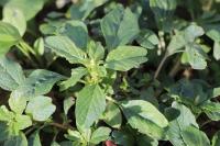 Amaranthus blitum