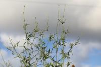 Sisymbrium officinale