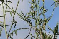 Sisymbrium officinale