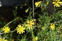Senecio inaequidens