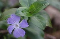Vinca major