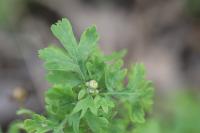 Tanacetum parthenium