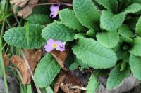 Primula vulgaris