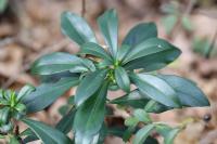 Daphne laureola