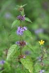 Mentha arvensis