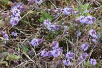 Mentha pulegium