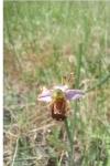 Ophrys apifera