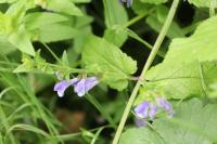 Scutellaria galericulata