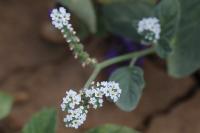 Heliotropium europaeum