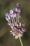 Allium vineale