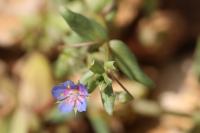 Lysimachia foemina