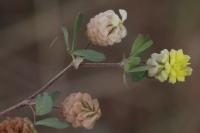 Trifolium campestre